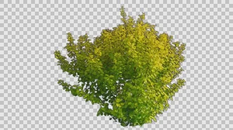Real Shrub Isolated On The Wind 2 Stock Footage 63153412