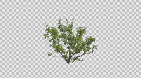 Real Shrub or Small Tree Rustling in the Wind with alpha transparency channel Stock Footage 65403726