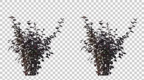 Real shrubs isolated 1 Stock Footage 51542873