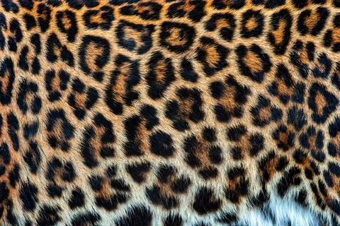 Real skin texture of Leopard Stock Photos