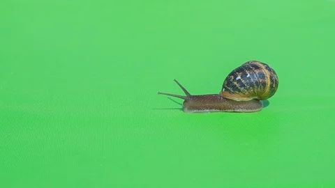 Real Snail 1 on green screen Stock Footage 125717558