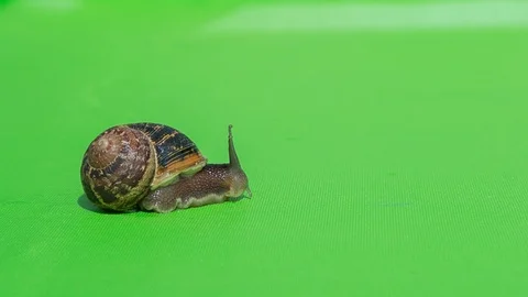 Real Snail Isolated 2 Stock Footage 125747908
