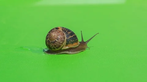 Real Snail isolated 3 Video stock 125748135