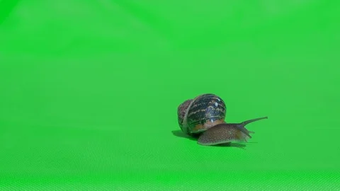Real Snail isolated 4 Stock Footage 127358050
