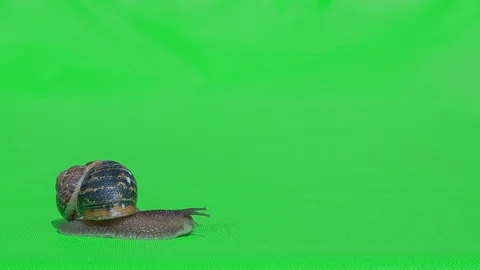 Real Snail isolated 5 Stock Footage 127356225