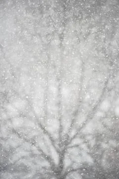 Real snow falling against tree background Stock Photos