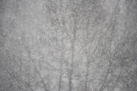Real snow falling against tree background Stock Photos