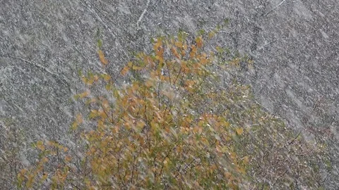 Real snow falling Stock Footage 83221890