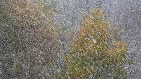 Real snow falling Stock Footage 83372295