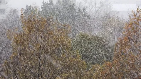 Real snow falling Stock Footage 83372296