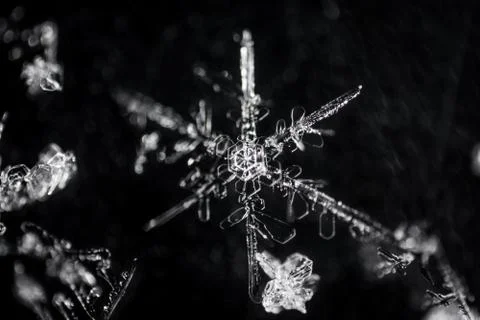 Real snowflake on black Stock Photos