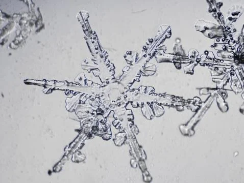 Real snowflake Stock Photos