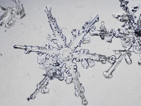 Real snowflake Stock Photos