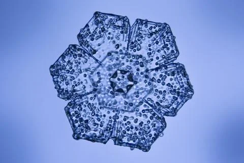 Real snowflake Stock Photos