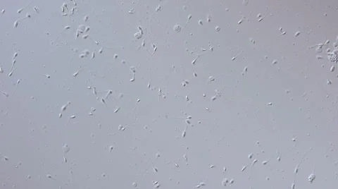 Real sperm footage Video stock 32964964