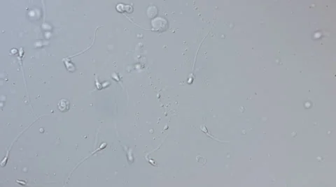 Real sperm footage Video stock 32965089