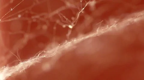 Real spider's web a very close-up. Stock Footage 7747050