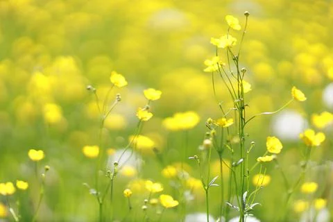 Real spring meadow Stock Photos