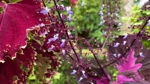 Real Stingless Bee Foraging for Nectar on a Flower 스톡 동영상 219445751