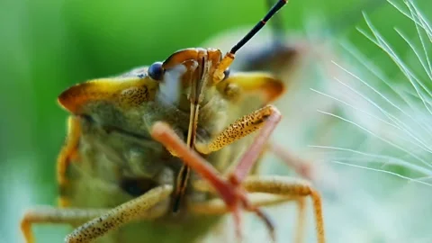 Real stink bugs in macro Video stock 196281769