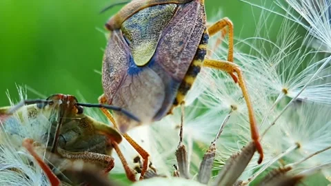 Real stink bugs in macro Stock Footage 196282115