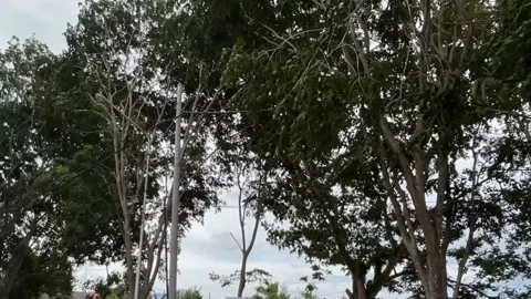 Real storm wind before heavy rain. Stock Footage 290101065