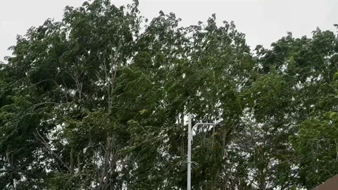 Real storm wind before heavy rain. Stock Footage 290101188