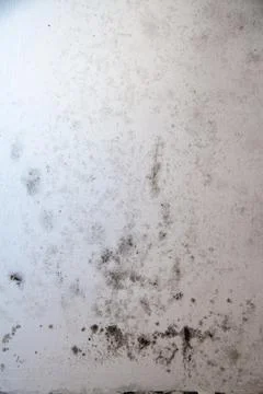 Real texture of black mold on the window Stock Photos