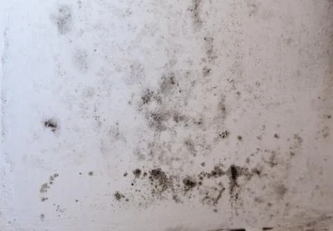 Real texture of black mold on the window Stock Photos
