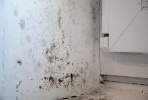 Real texture of black mold on the window Stock Photos
