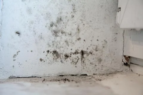 Real texture of black mold on the window Stock Photos