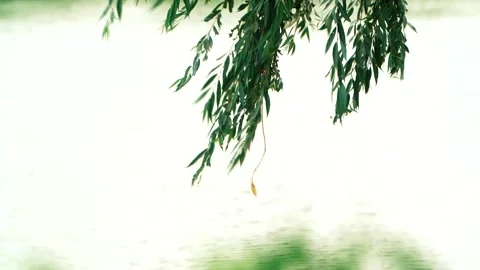 Real Time 4K Footage of Willow Branches Swaying in Summer Breeze by Riverbank Stock Footage 319620247