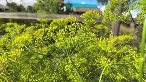 Real-time 4K video of green dill blooming with yellow flowers swaying Vídeos de archivo 345023042