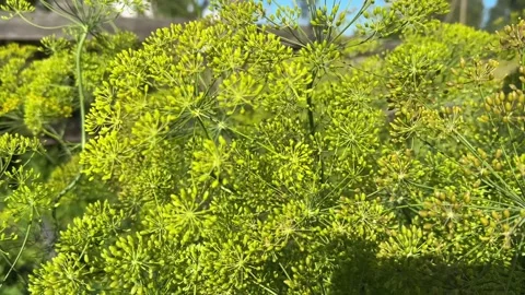 Real-time 4K video of green dill blooming with yellow flowers swaying Vídeos de archivo 345023054