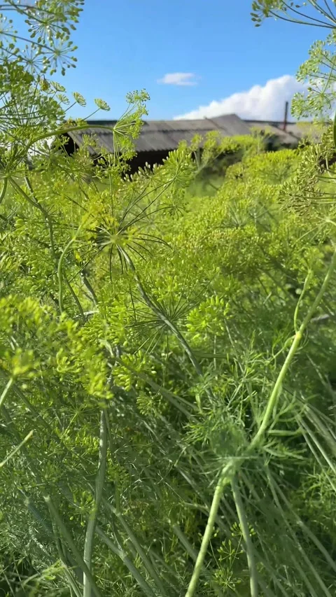 Real-time 4K video of lush green dill plants blooming with yellow flowers Video stock 345023052