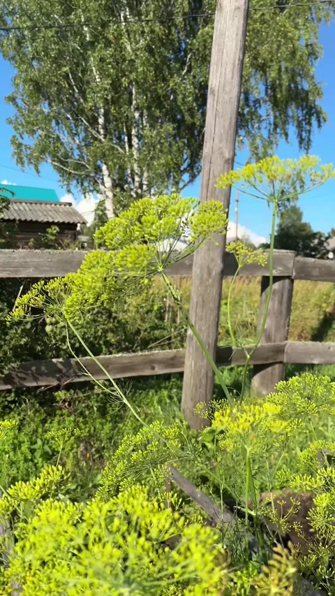 Real-time 4K video of wild plants and grass swaying in the wind Stock Footage 345023059