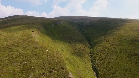 Real time - aerial view over the cows in mountain Stock Footage 72961059