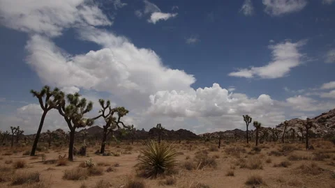 Real time backdrop of summer clouds in blue sky over a field with  Joshua Trees Stock Footage 202281020