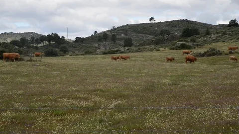 Real time of Barrosa cows Stock Footage 90863201