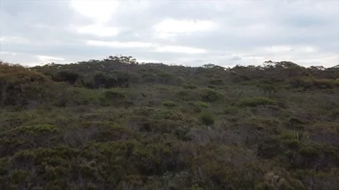 Real time bird view flight over the coastal busland of Australia Video stock 145830364