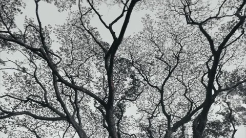 Real time Branches Tree moving dark mood background look up view 스톡 동영상 204774243