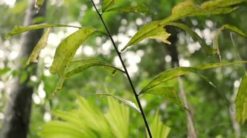 Real time cinematic pan from fishtail palm stems to leaf tips swaying gentl.. Stock Footage 345468993