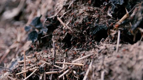 Real Time Close up on Anthill with Big Black and Red Ants Running Around 스톡 동영상 133374443