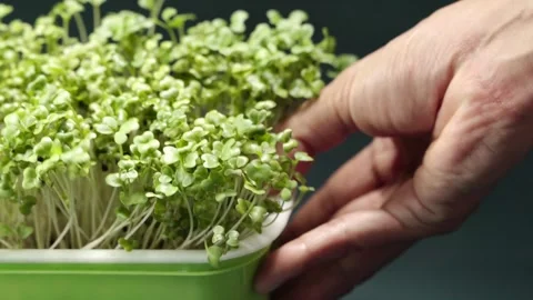 Real-time close-up footage of fresh broccoli microgreens growing in a home .. Видео 345202310