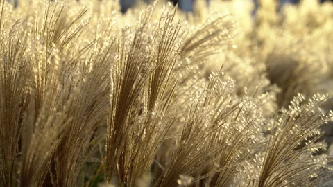 Real time close up footage of waving miscanthus sinensis grass in a sunset Stock Footage 256589615