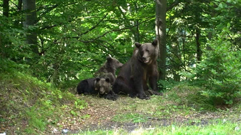 Real time footage of a brown bear mother with two bear cubs  in a wild natu.. Stock Footage 262792966
