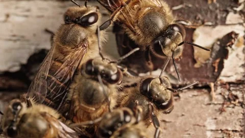 Real-time footage of honey bees (Apis species) resting closely together on .. Stock Footage 346126079