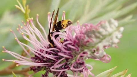 Real-time footage of a wasp visiting a pink Grevillea flower, showing natur.. Stock Footage 346227647