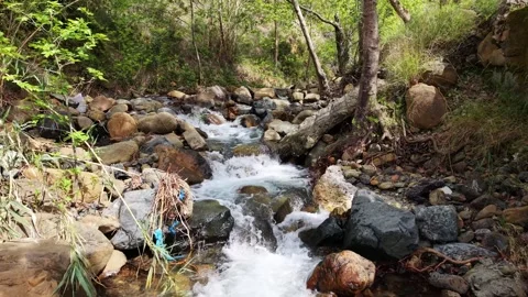 Real-time Forest Creek with Crystal Clear Water and Rocks Stock Footage 332772759