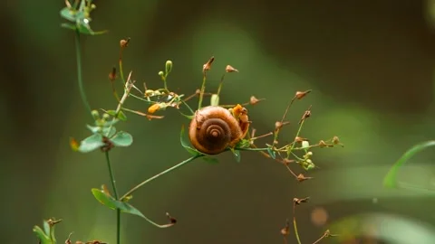 Real time Forest Snail Crawling Footage Close up Nature Documentary Video Stock Footage 304107850